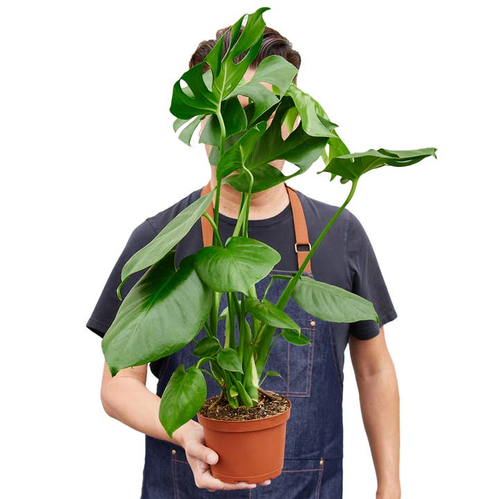 House Plant Wholesale - Wholesale Live Plant - Monstera Deliciosa Live Plant, 6-Inch