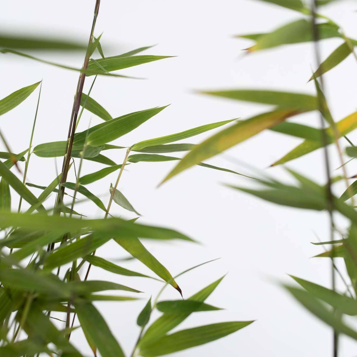 Oasis of Life - Wholesale Live Plant - Bamboo – 4 plants – Fargesia nitida 'Red Dragon' – Height 60–80cm – Ø17cm – Evergreen & hardy bamboo – Non-invasive – Red dragon bamboo as a privacy screen & hedge plant5