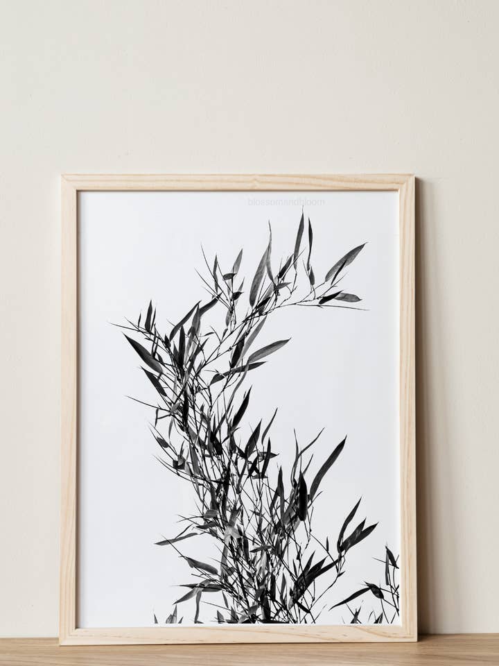 Black & White Bamboo for wholesale by Blossom & Bloom