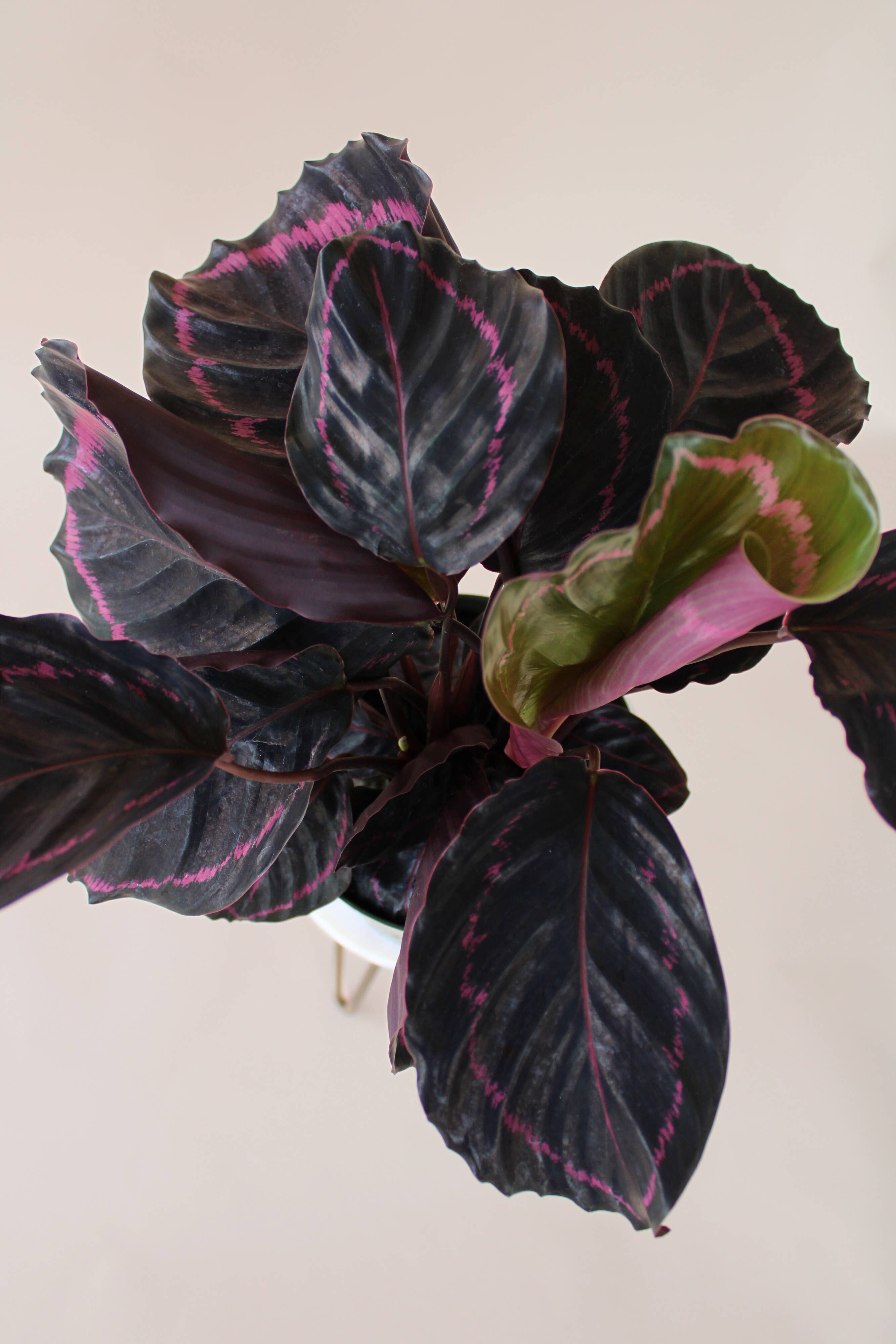 Hidden Valley Ranch & Nursery Inc - Wholesale Live Plant - 6" Calathea ‘Dottie’ 1