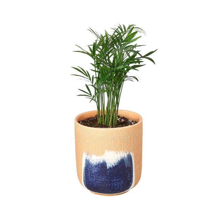 House Plant Wholesale WEST - Wholesale Live Plant - Parlor Palm10