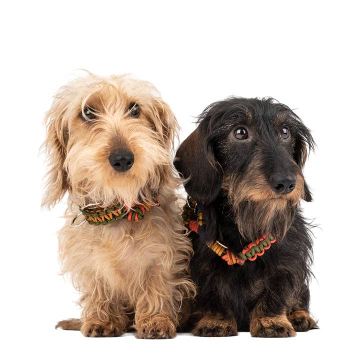 My Bob - Vendita all'ingrosso Collare - Cani - Collare per cani TARZAN Macramè2