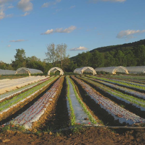 Burlap & Barrel - Wholesale Dried Spice - Jimmy Nardello Pepper Flakes - Single Origin Spice3