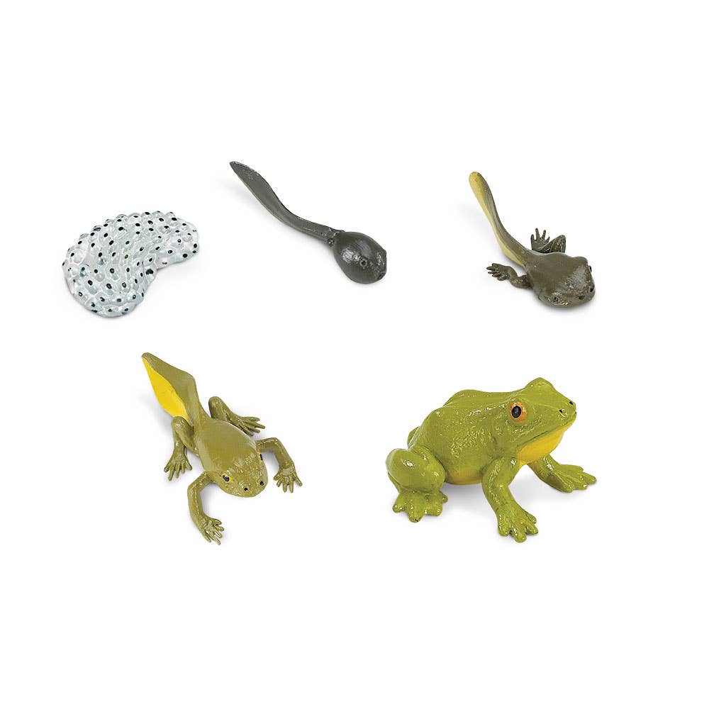 Safari Ltd. - Wholesale Figurine Toy - Kids - Life Cycle Of A Frog - 2691291