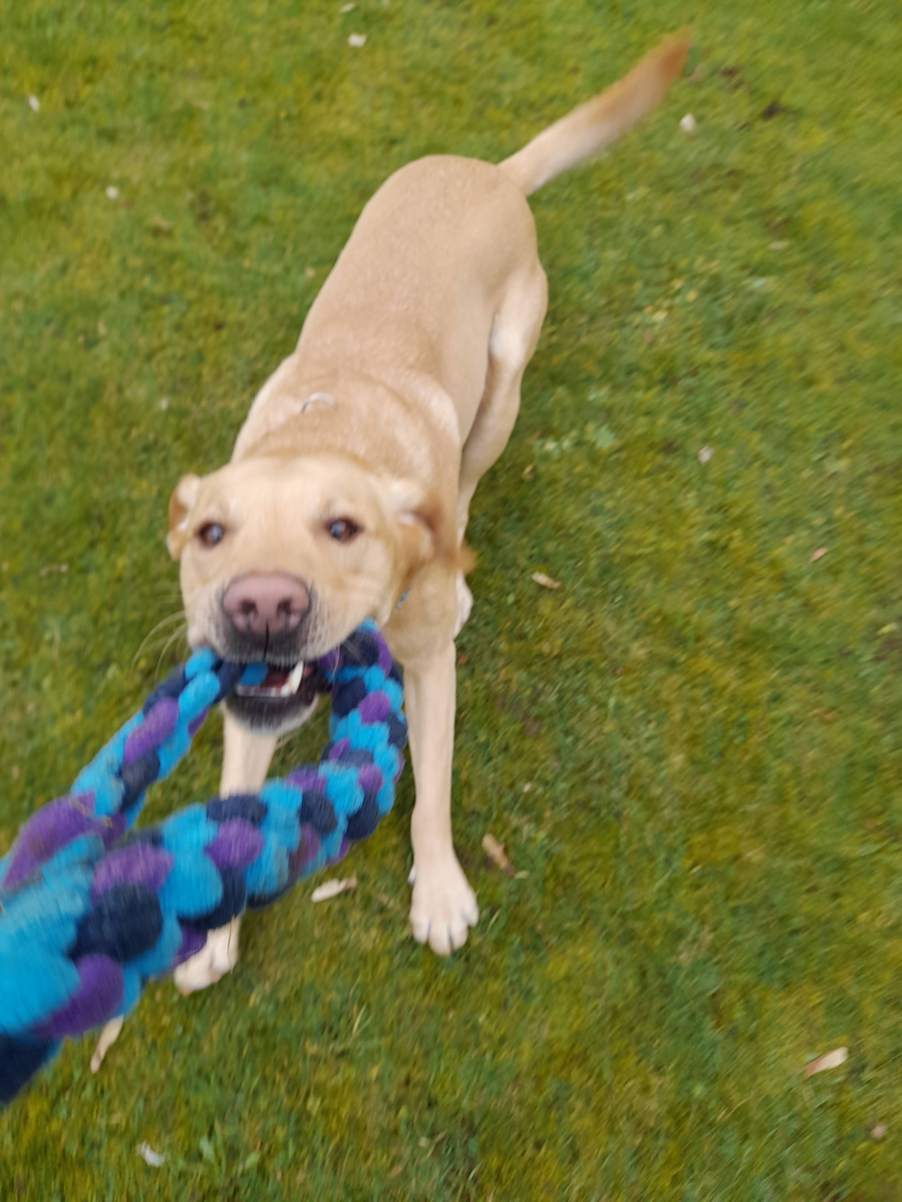 Thirty9Design – wholesale Pet rope toy – Dog – Dog tug toys5