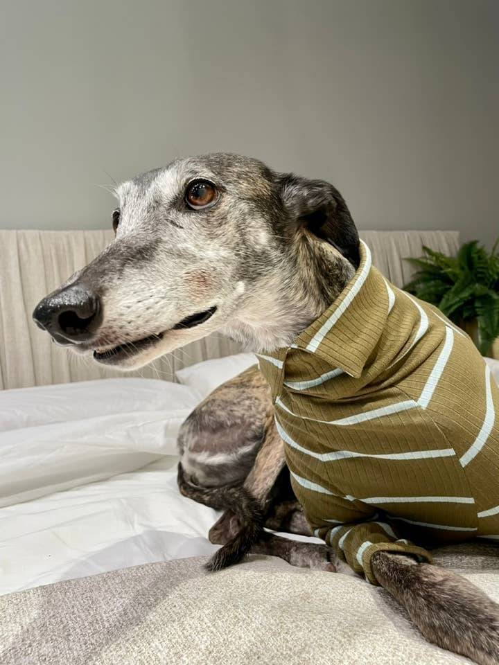 Agatha – T-Shirt Temperada para Cães | Jersey Canelado por atacado de Zigzagoo