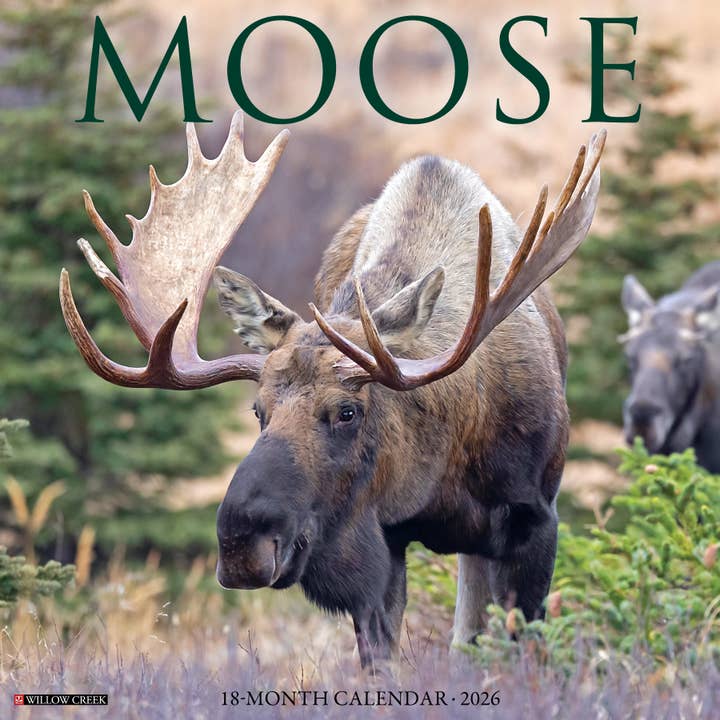 Moose 2026 Wall Calendar for wholesale by Willow Creek Press & Gifts