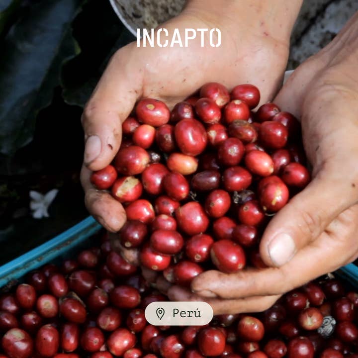 INCAPTO COFFEE - Vendita all'ingrosso Caffè macinato - Chicco di caffè speciale JUNGLE BLEND 100% Arabica