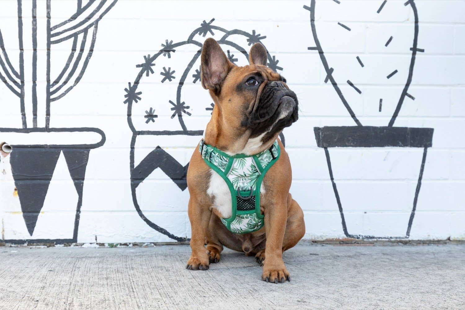 Big and Little Dogs – Engroshandel Kæledyrssele – Hund – Multifunktionelt hundesele: Lost In Paradise fra Big and Little Dogs5