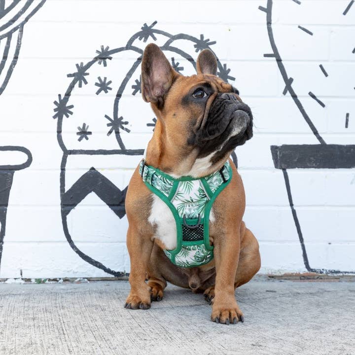 Big and Little Dogs – wholesale Sele - Hund – DEN ALLROUNDARE HUNDHARNESS: Förlorad i paradiset5