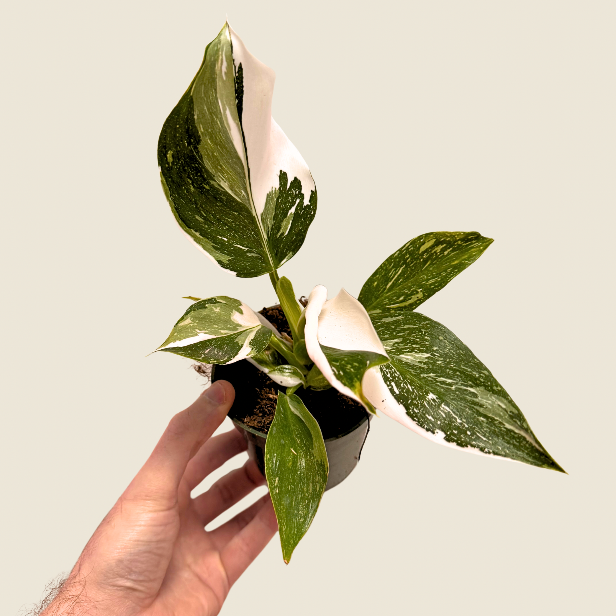 The Greenhouse Wholesale - Wholesale Live Plant - 4" Philodendron White Wizard0