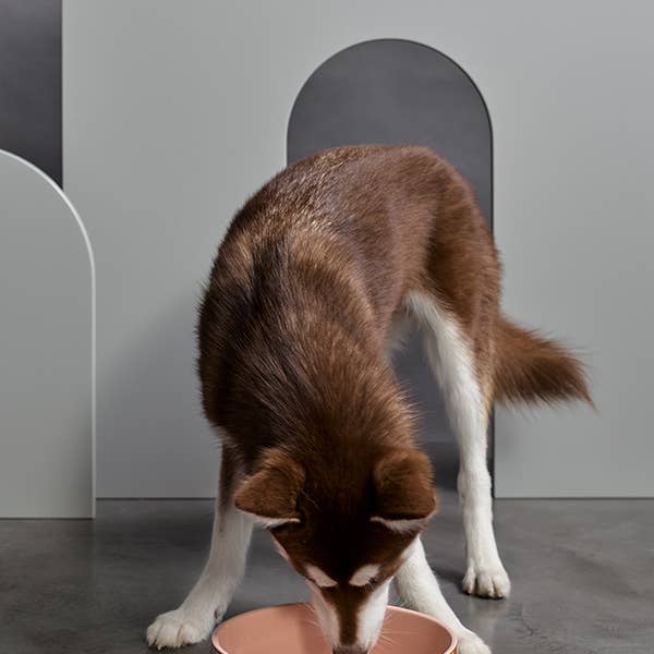 Pink Paris Pet Bowl for wholesale on Faire2