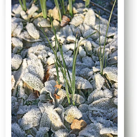 Inverno/Biglietto d'auguri/219010 per la vendita all'ingrosso da parte di Yabué