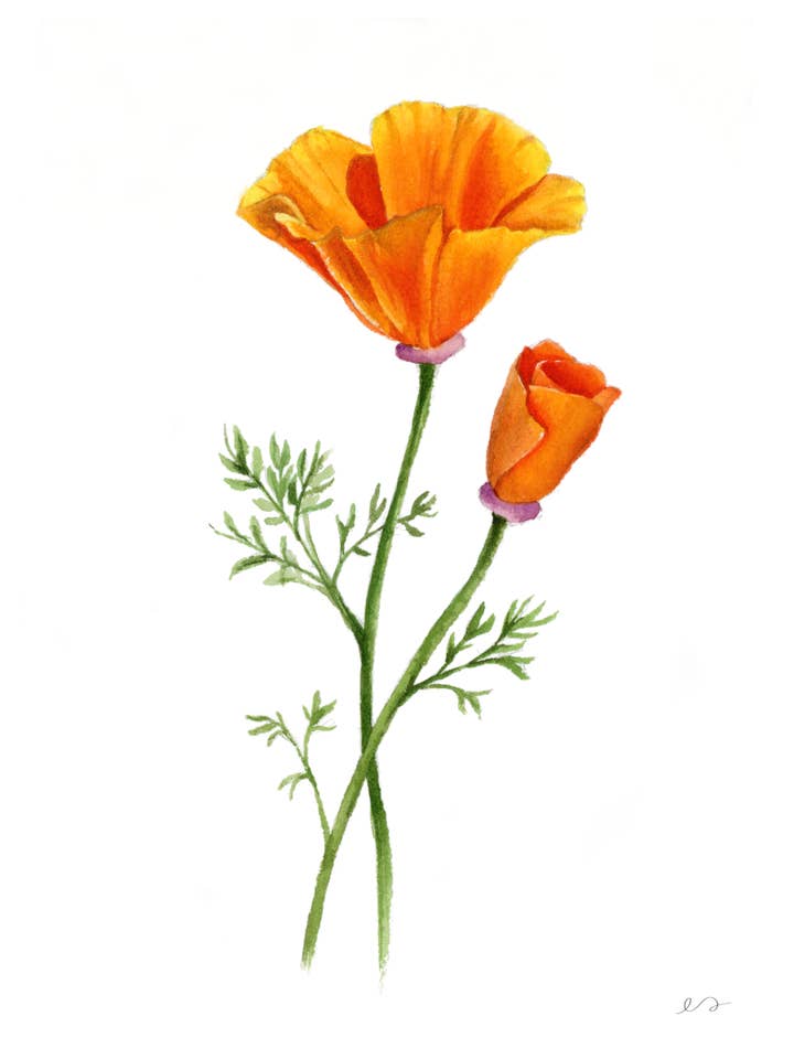 Stampa di Papavero della California – Arte ad Acquerello del Fiore di Stato per la vendita all'ingrosso da parte di Art by Emma Lian