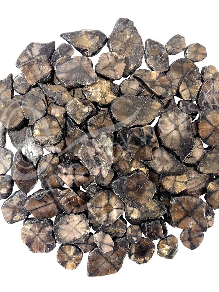 (KG)TRANCHE - CHIASTOLITE 0,75-2,5" pour la vente par Oceanic Linkways Inc