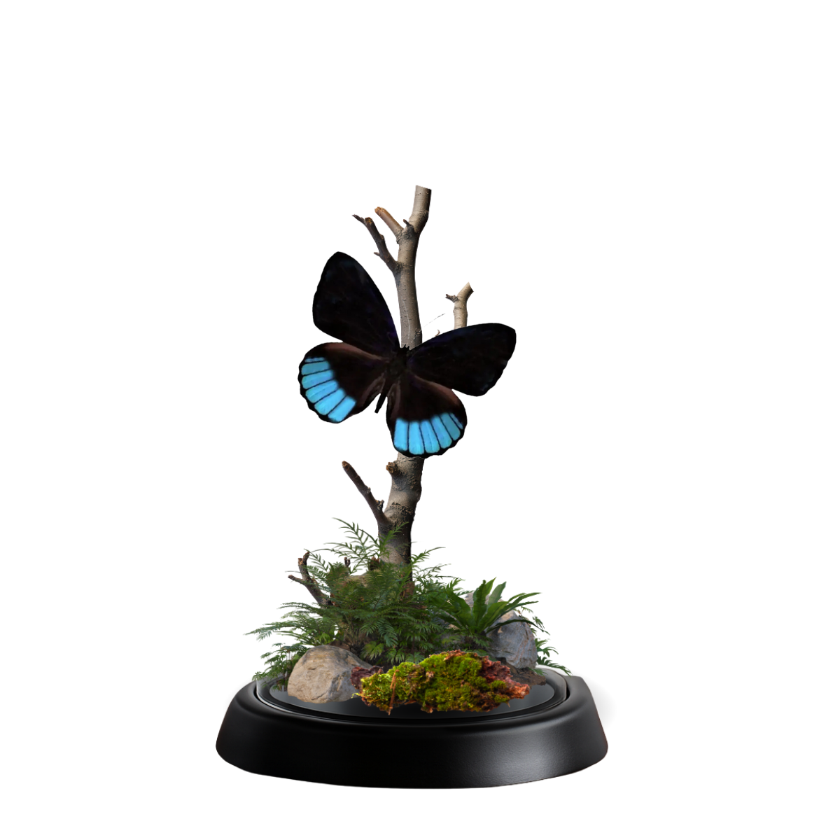 Instar Innovations - Wholesale Decorative Tabletop Object - REAL - Moth Diorama -6X4 Inch Dome Diorama - Eunica norica2