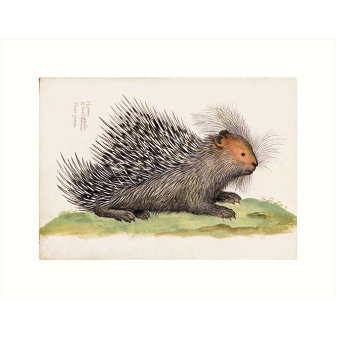 Porcupine | Blank Greeting Card for wholesale by Lucca Paperworks