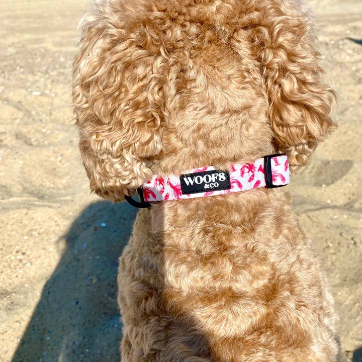 Woofs & Co - Wholesale Pet collar – Dog - Collar - Crazy Lobster Collection2