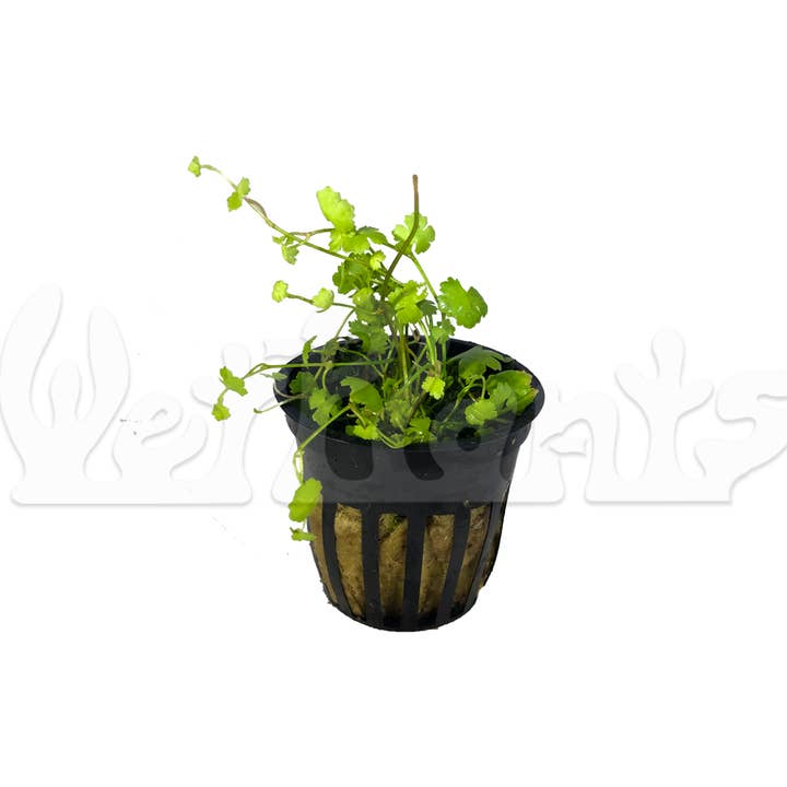 Japanese Hydrocotyle Pennywort Portion Cup for wholesale by Wetplants