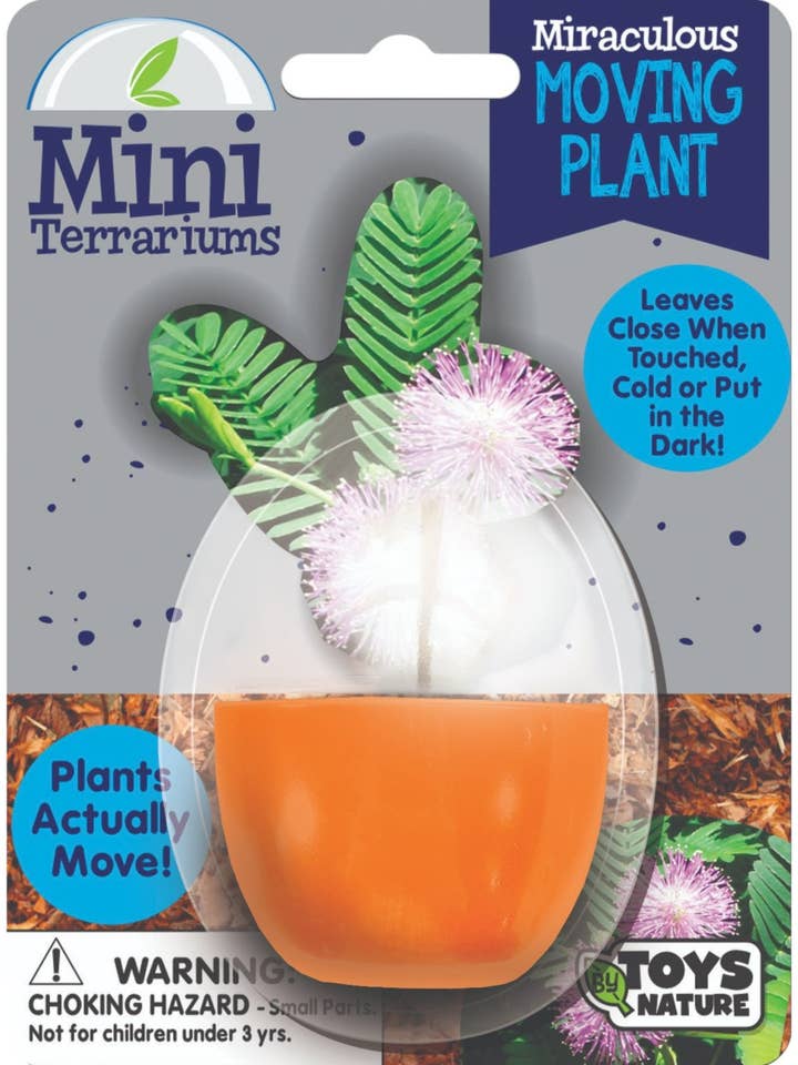 Miraculous Moving Plant Mini Terrarium for wholesale by Silver Circle Products