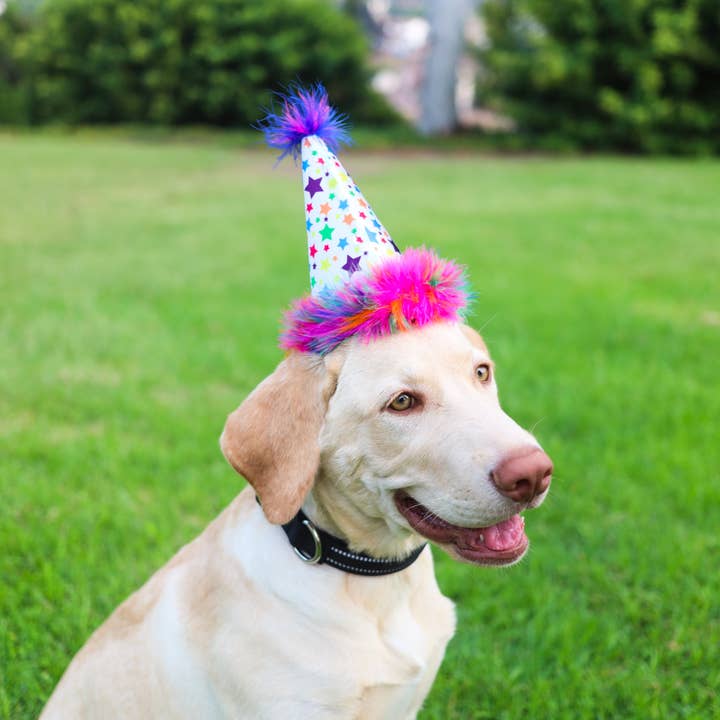 Huxley & Kent – wholesale Hatt - Hund – Superstar Partyhatt med SnugFit®