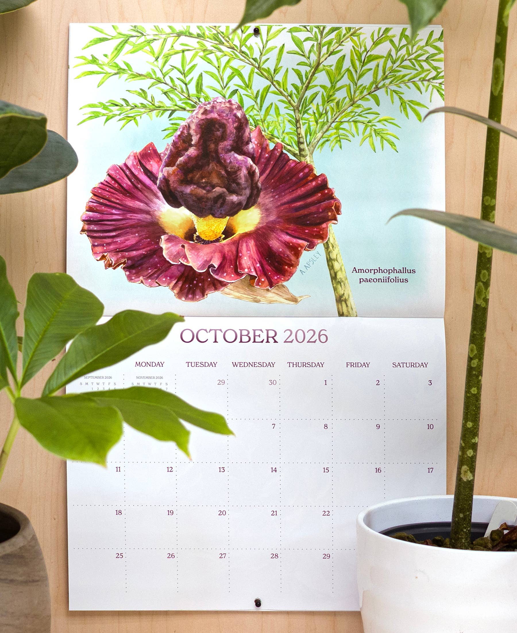 Aaron Apsley Artwork - Wholesale Calendar - 2026 Aroid Wall Calendar1