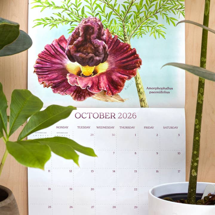 Aaron Apsley Artwork - Wholesale Calendar - 2026 Aroid Wall Calendar1