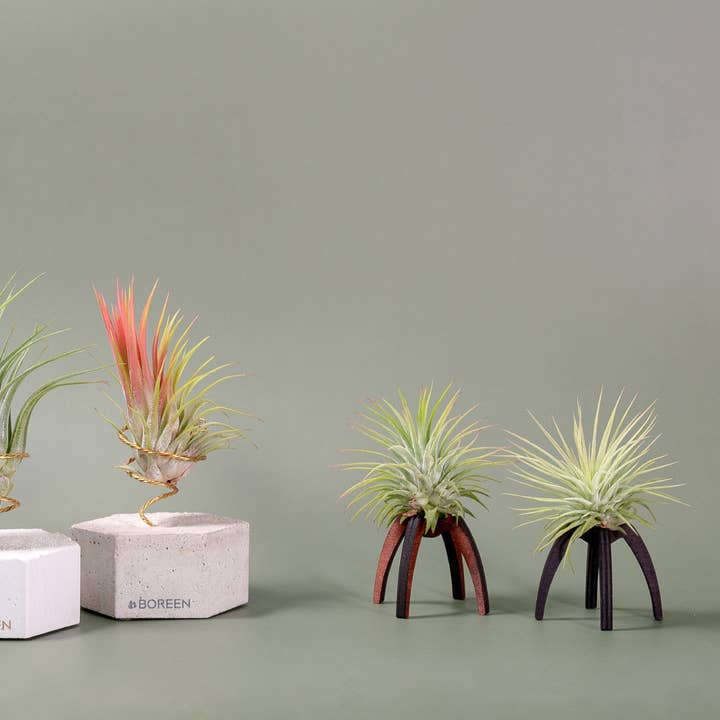 BOREEN Shop - Wholesale Live Plant - Tillandsia air plant with Essi wooden support2