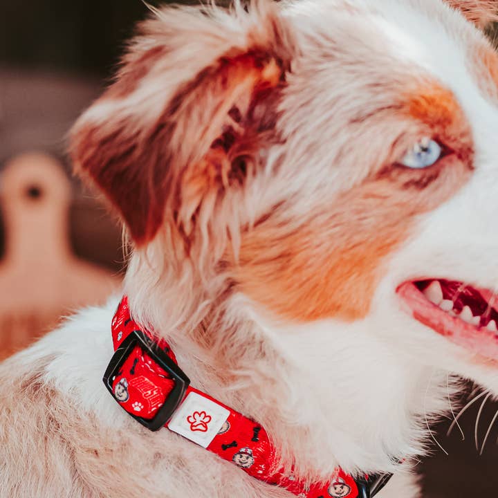 Top Rocks Doggie Wear - Venta al por mayor Collar - Perros - Collar para perro Ohio State Brutus Buckeye con estampado de patas