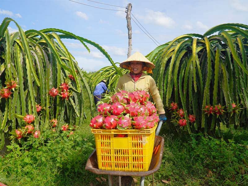 OhFresh Brands - Wholesale Fruit Juice - OhFresh Juice Red Dragon fruit 500 ml (12pk)2