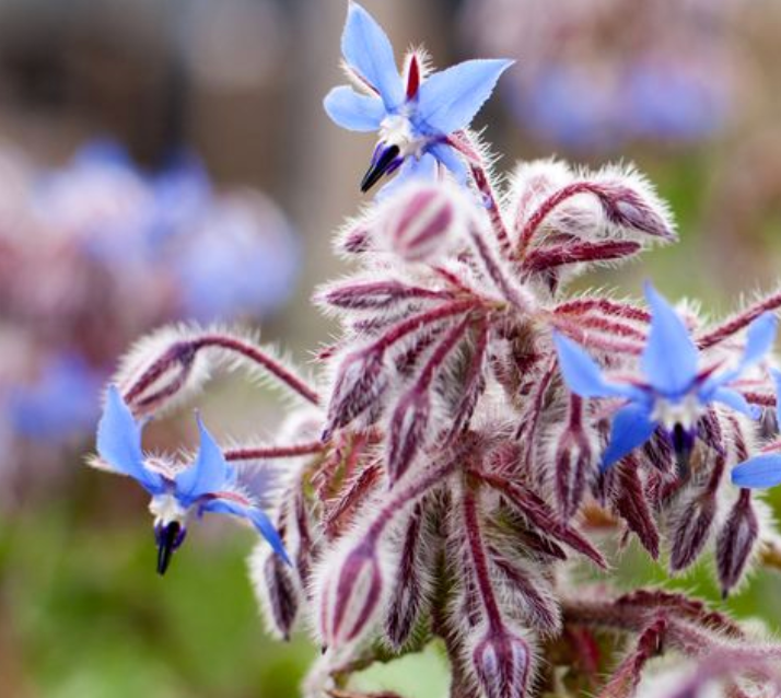 Little Veggie Patch Co – Großhandel Pflanzensamen – Borretsch 'Gemein' Erbstücksamen2