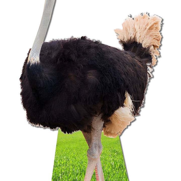 AAHS Enterprises - Wholesale Cutouts - OSTRICH CARDBOARD CUTOUT