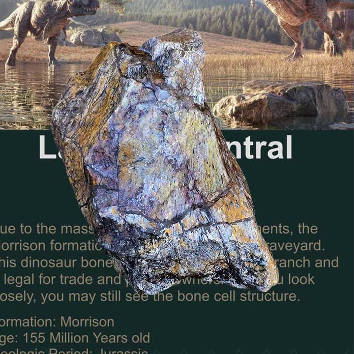 Authentic Jurassic Dinosaur Bone Fragment, Science, Information Card Included for wholesale by Lapidary Central