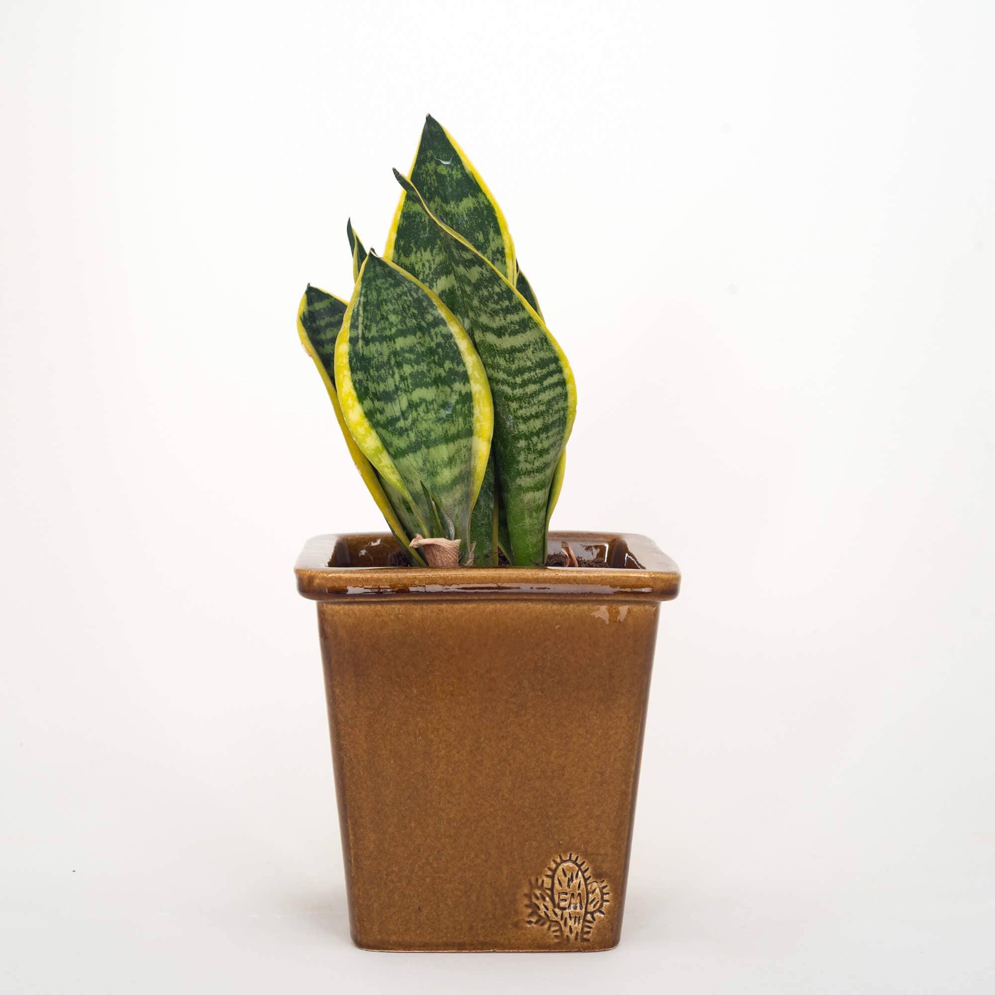 Vasos Quadrados by EM – Engroshandel Plantekrukke – Medium firkantet vase 14x14 cm - blank18