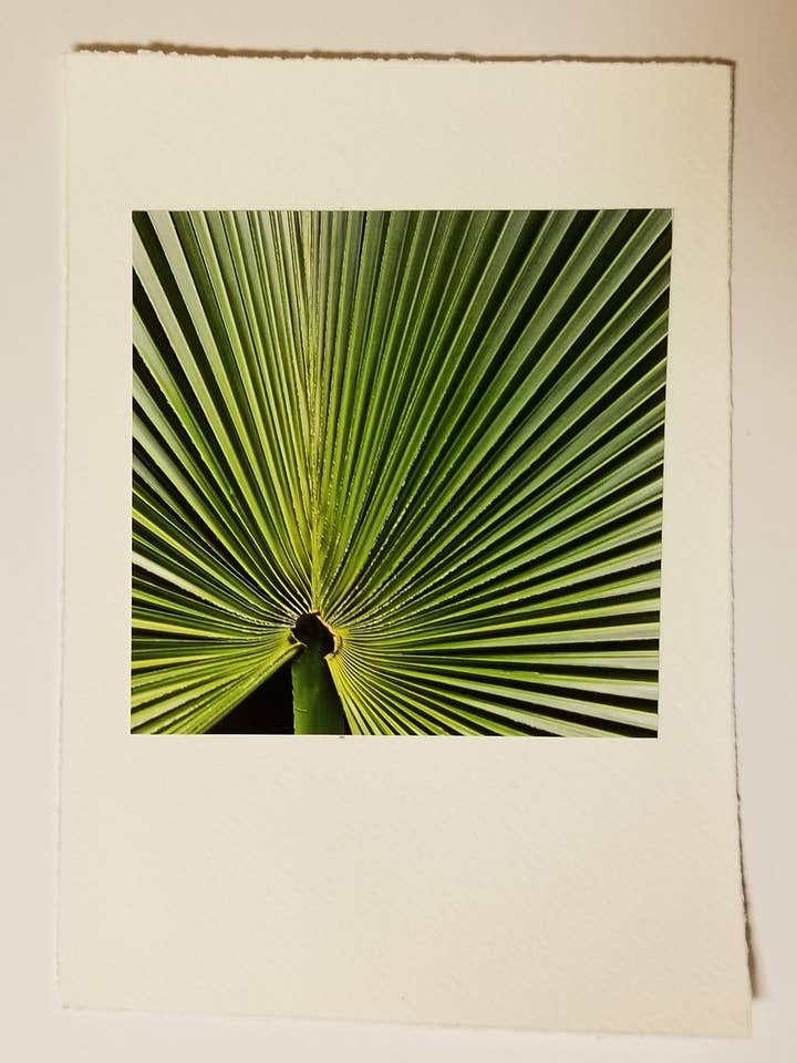 Palm Frond Photo Card & Kraft Envelope for wholesale by Kellie Lynne Designs