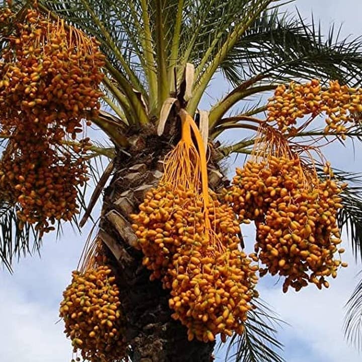 Zayti L.T.D.M - Wholesale Dried/Dehydrated Fruit - AJWA DATES FROM MEDINA – Pitted 400g3