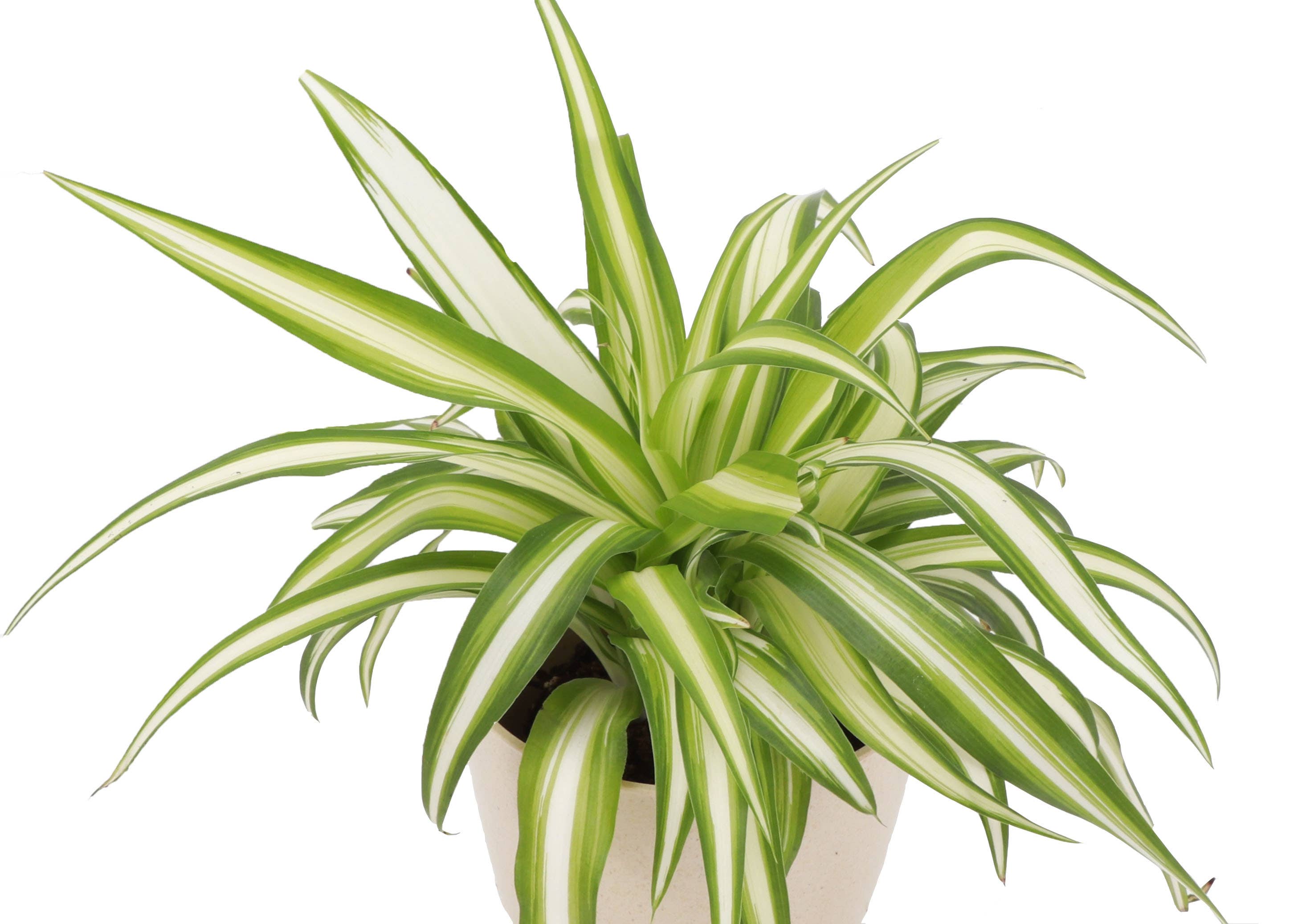 Thorsen's Greenhouse - Wholesale Live Plant - Spider Plant - Live Plant3