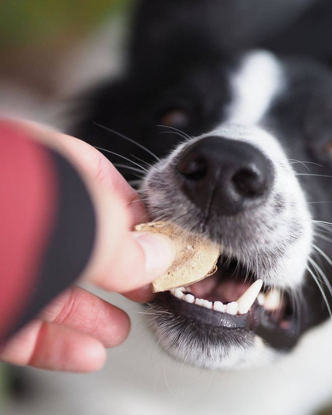 Sund Hundmat - Wholesale Pet Treats - Dog - Freeze-dried Elite pieces 60g1