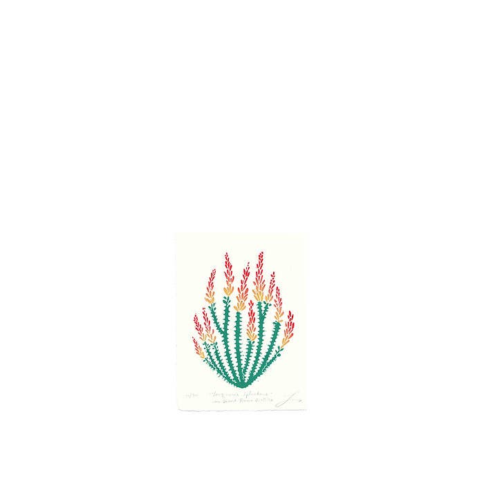 Lili Arnold - Wholesale Art Print - Fouquieria Splendens aka Desert Flame Ocotillo