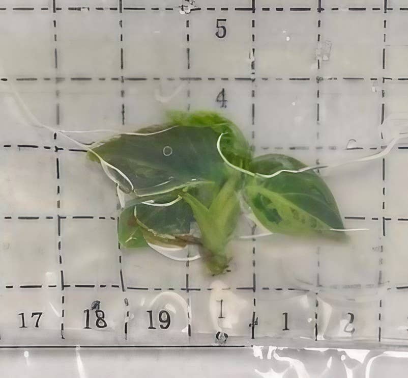 OrchidBox - Vente Plante - Philodendron melanochrysum panaché TC Plantlet | Plante d'intérieur rare1