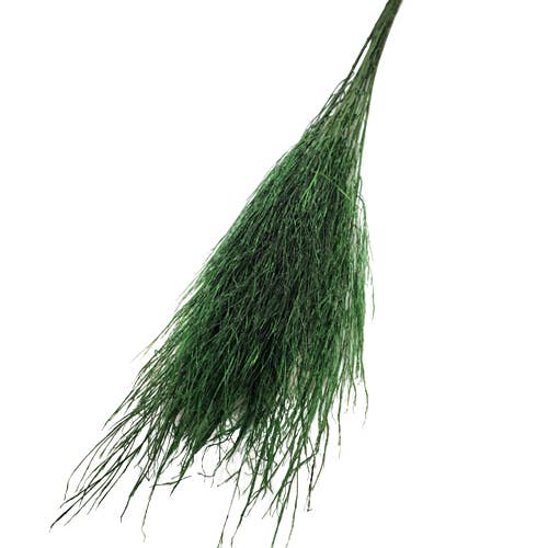 PRESERVED TREE FERN for wholesale by Concari.flores Preservadas