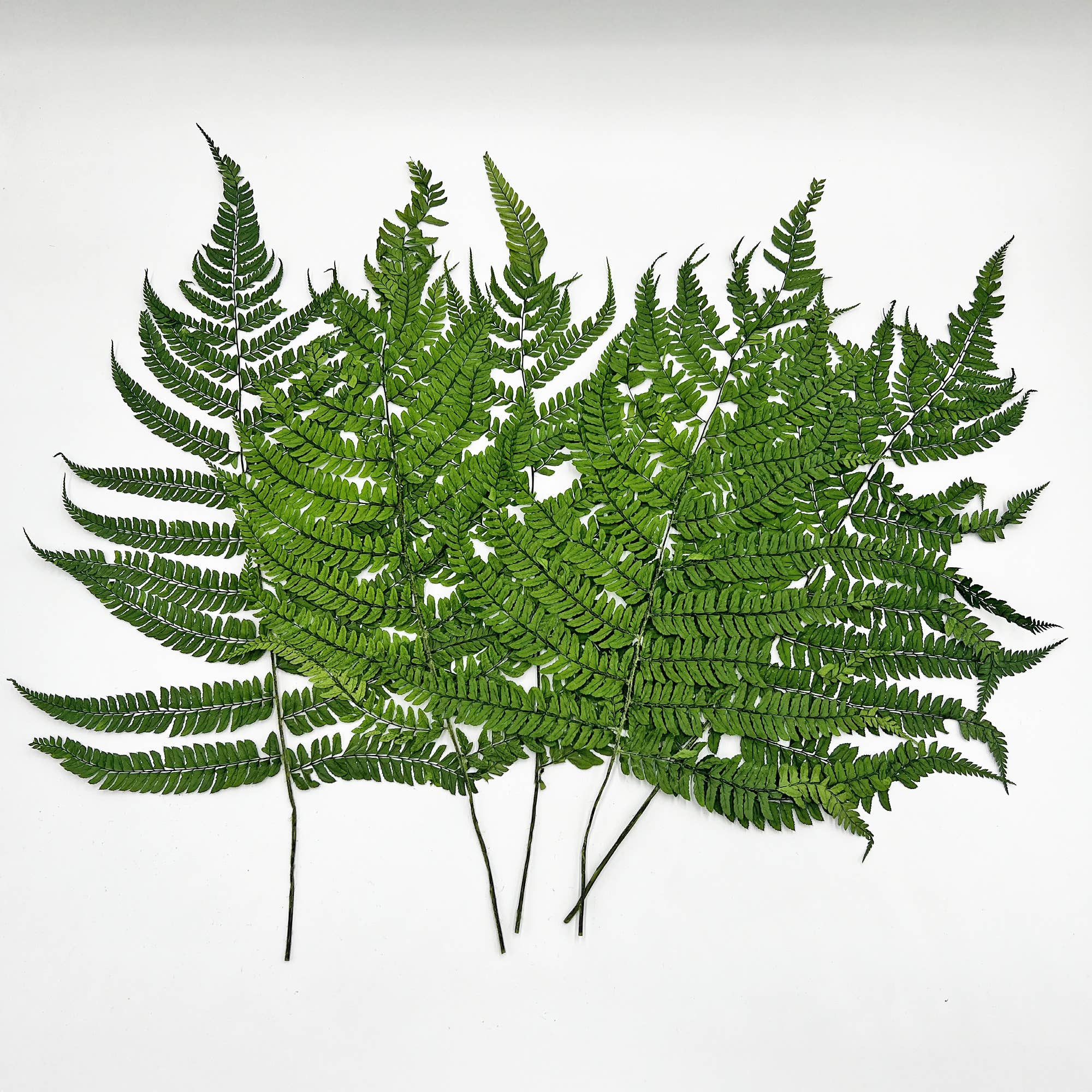 2626 Designs - Wholesale Dried/Pressed Flowers - Dried Preserved Fern 14"17