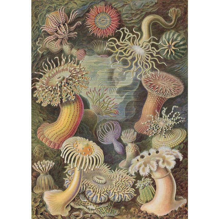 Esque - Wholesale Poster - Poster Ernst Haeckel - Actiniae