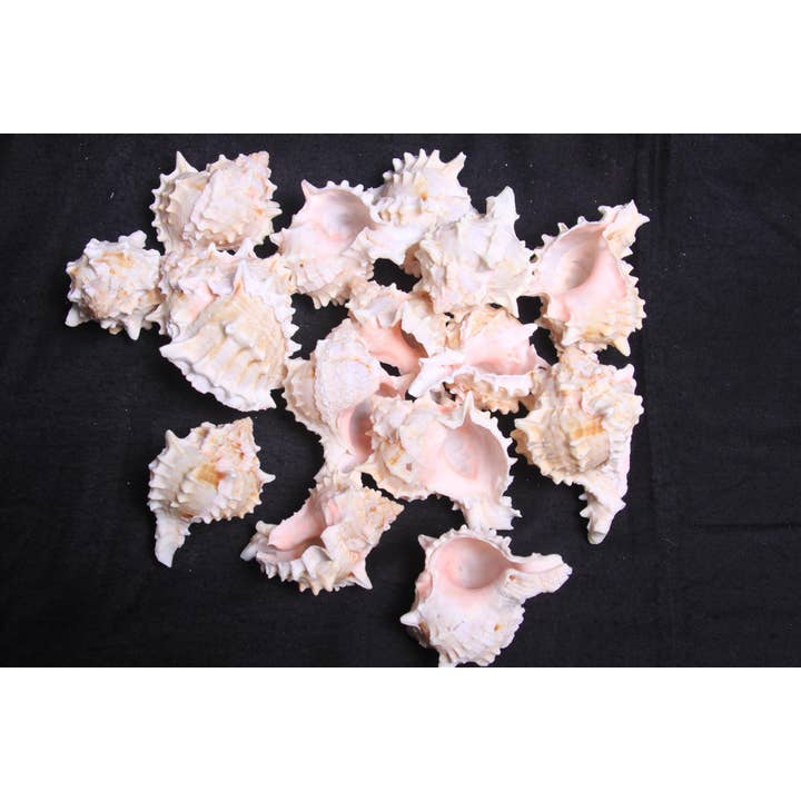 MUREX PINK for wholesale by Darlene's Shells