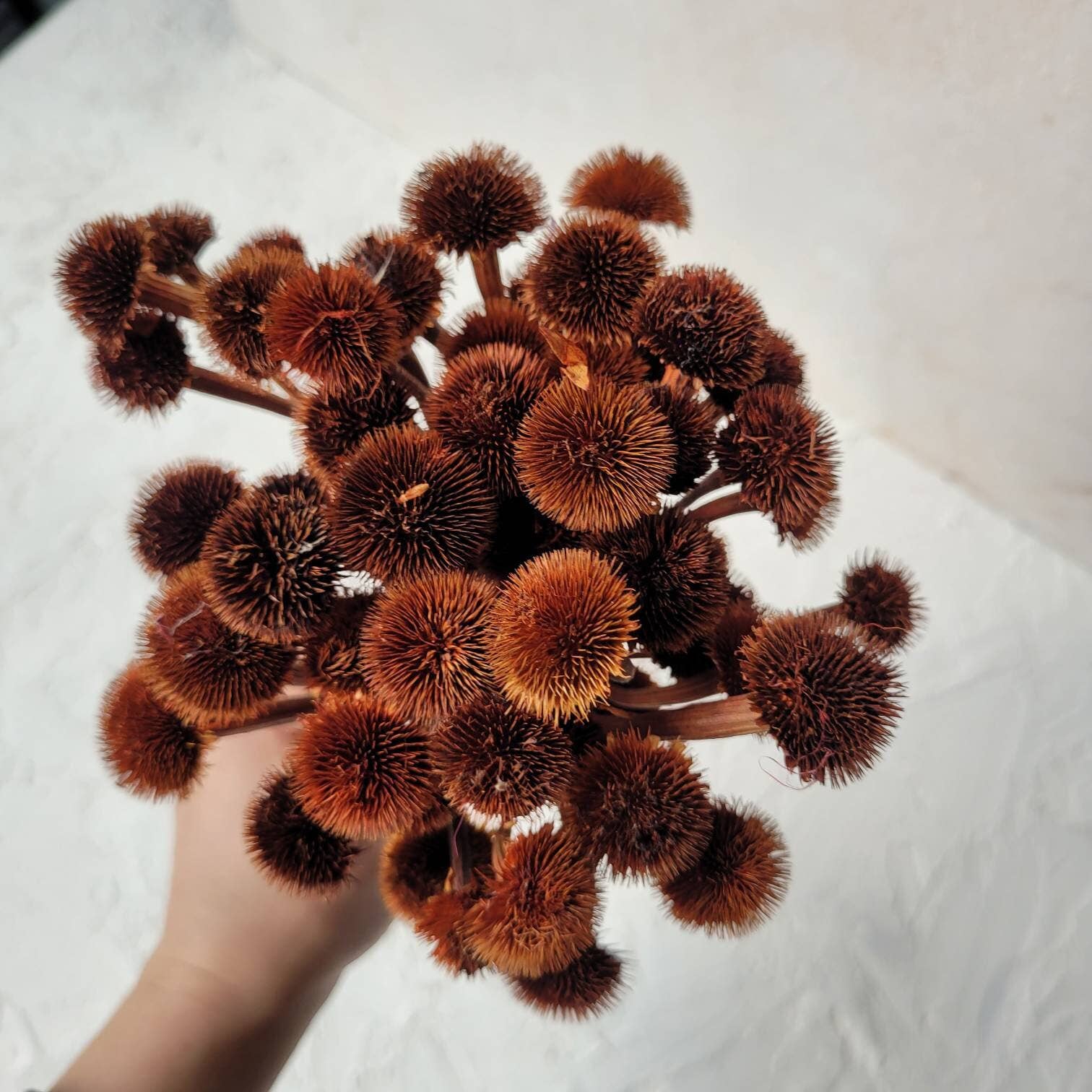 MY BOUQUETS - Vente Fleur séchée/pressée - Bouquet de chrysanthèmes séchés, fleurs séchées naturelles avec options de couleurs peintes à la main6