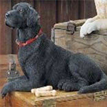 Support d'étagère de laboratoire noir pour la vente par Natures Window