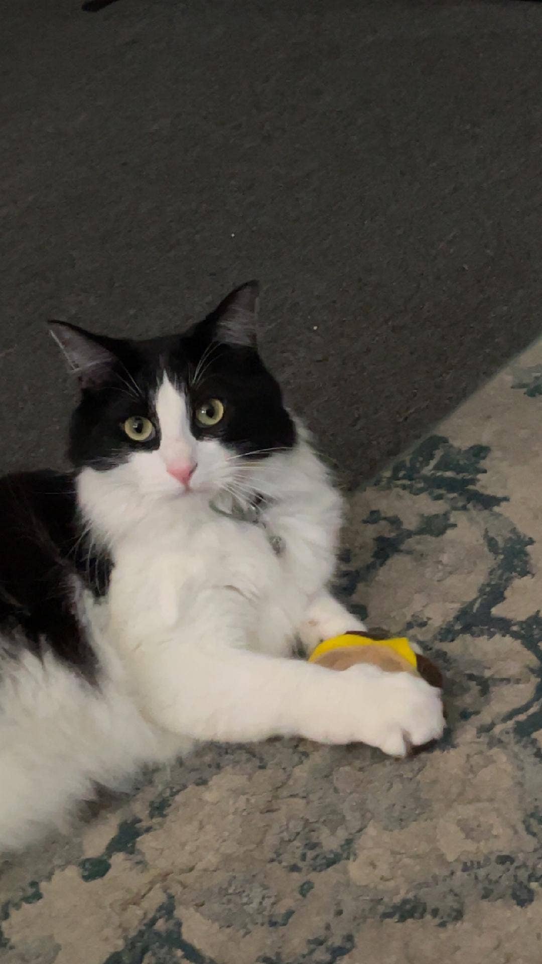 Snowy Cat Toys - Wholesale Pet Toy - Cat - 3 Pack Taco Catnip Cat Pet Toy 3