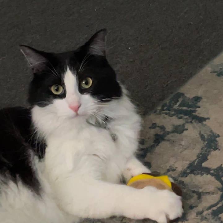 Snowy Cat Toys - Wholesale Pet Toy - Cat - 3 Pack Taco Catnip Cat Pet Toy 3