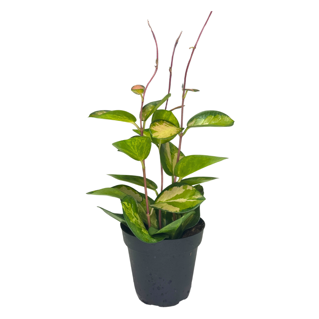 Flow State - Vente Plante - Hoya Australis Lisa de 4" – Plante d'intérieur vivante en gros1