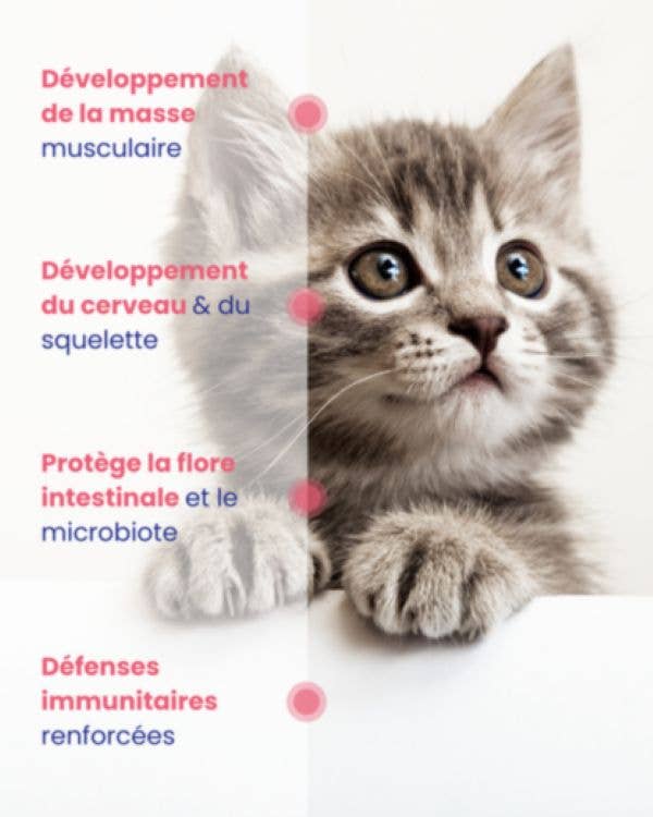 LAPSA - Wholesale Pet Food - Cat - Lapsa - Kitten Growth Mousse - Chicken - 24x85g3